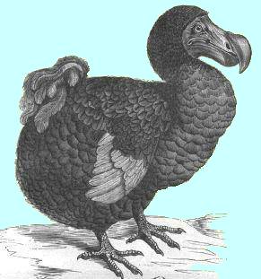 Le dodo légendaire